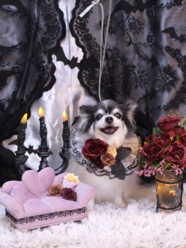 20231007ミルクくん